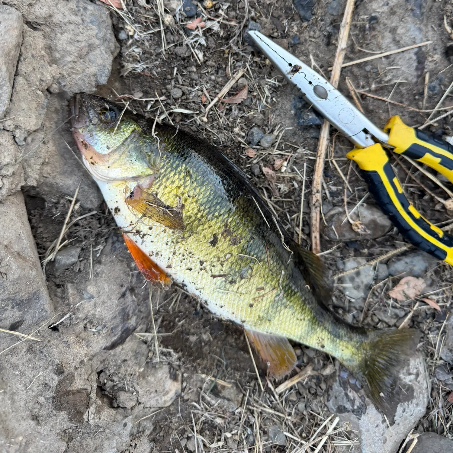 Yellow perch caught on Fishbrain