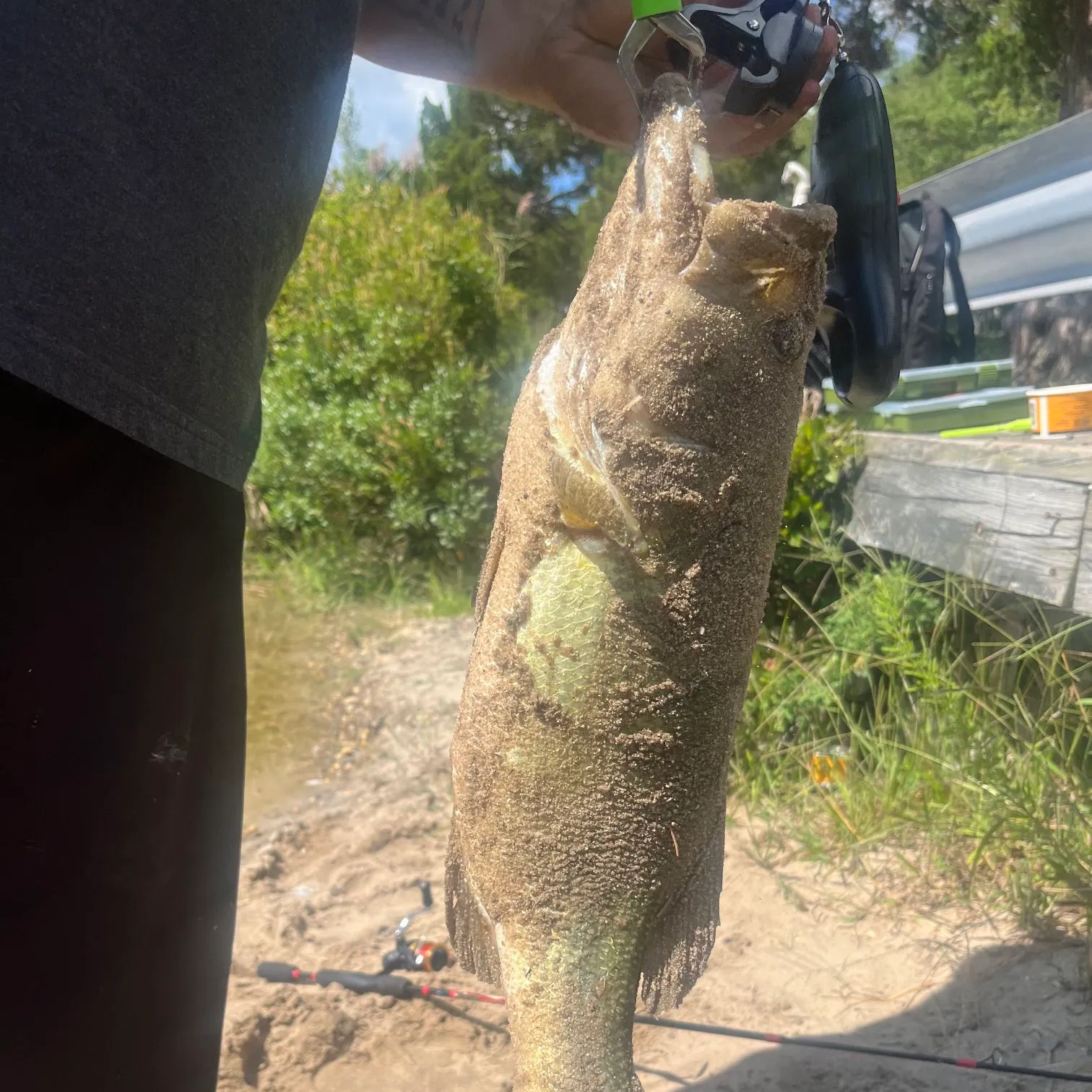 Largemouth bass caught on Fishbrain