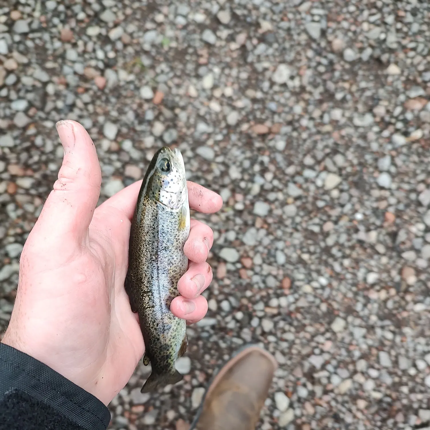 Rainbow trout caught on Fishbrain