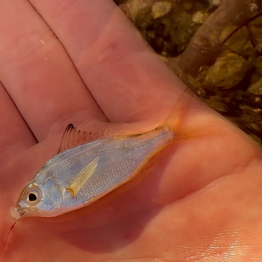 The most recent Tidewater mojarra catches on Fishbrain