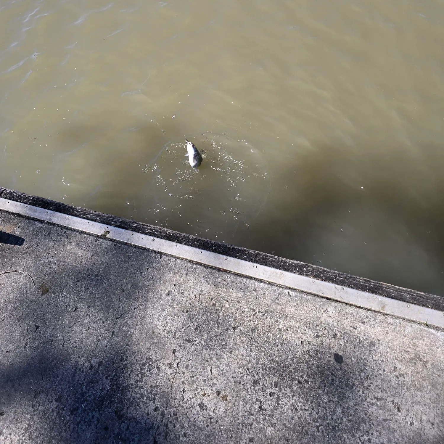 Giant sea catfish caught on Fishbrain