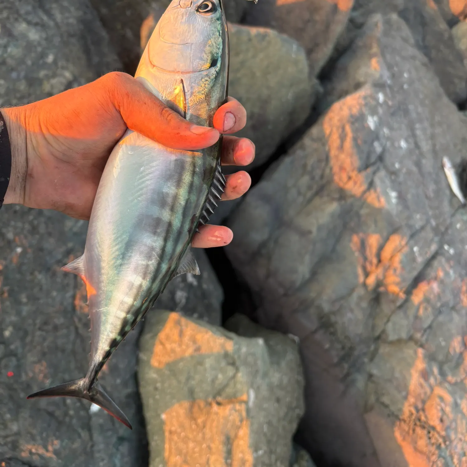 Pacific bonito caught on Fishbrain