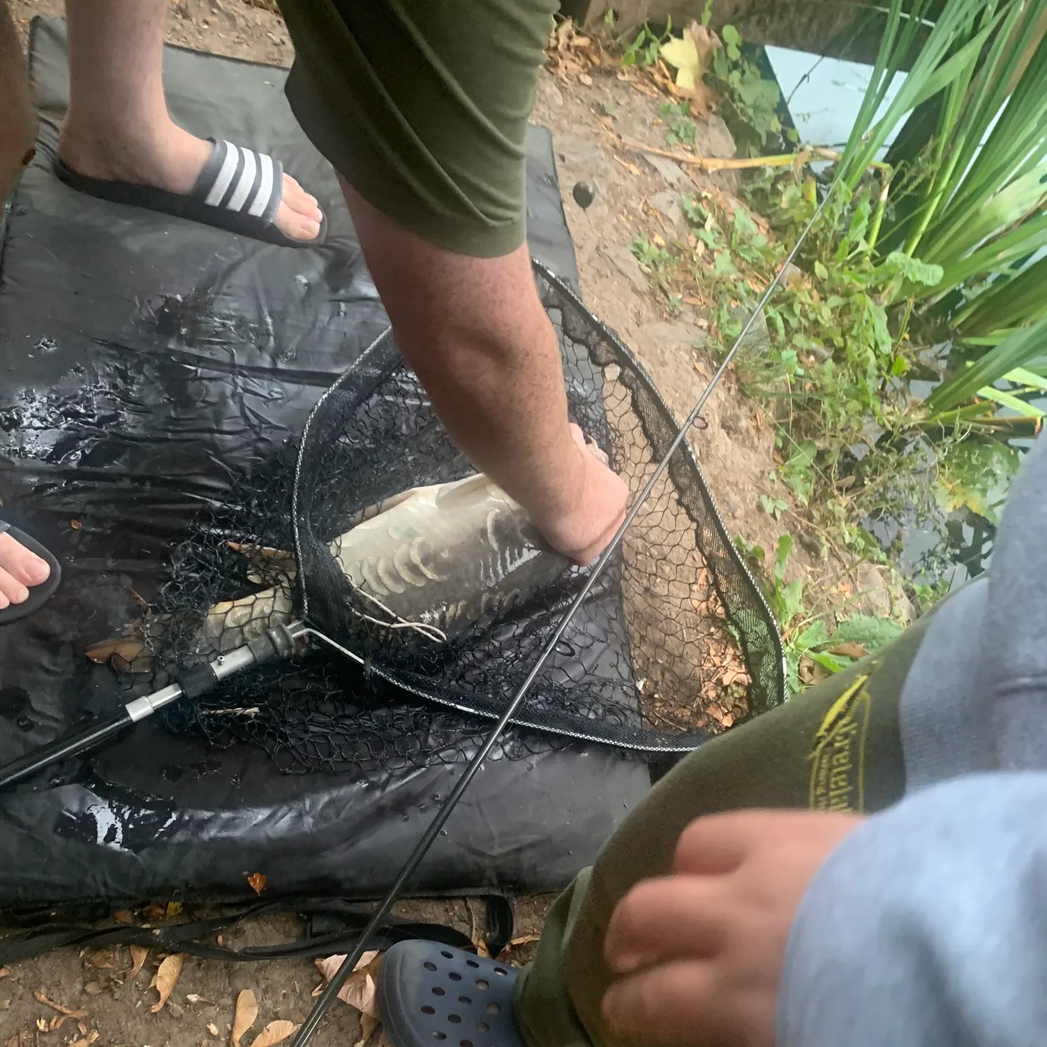 Mirror carp caught on Fishbrain