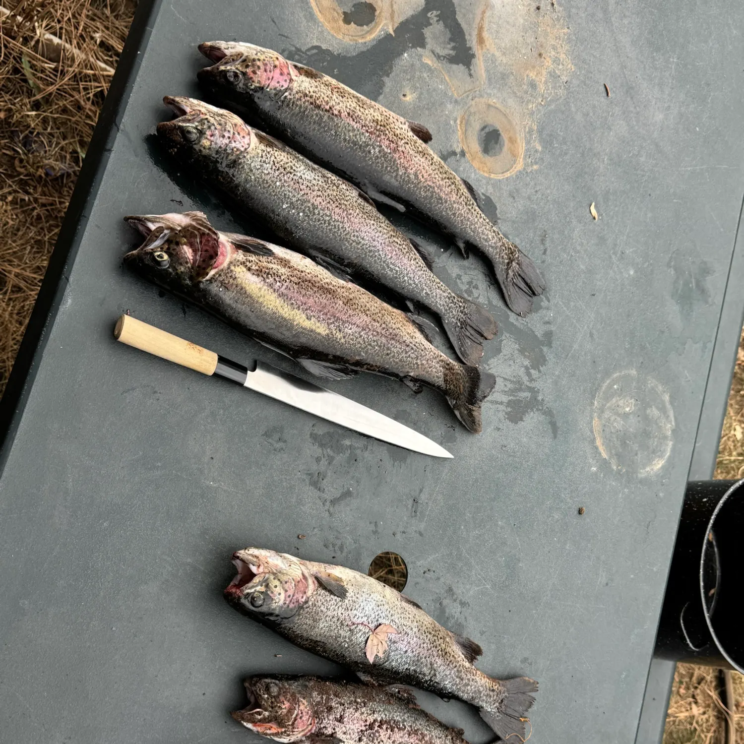 The most recent Cutbow catches on Fishbrain