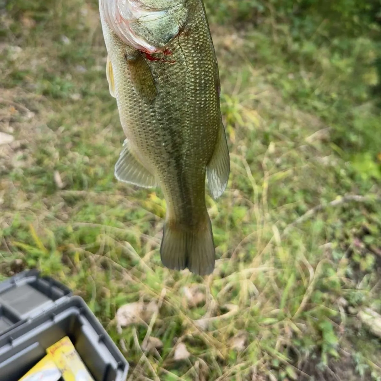 Fish caught on Fishbrain