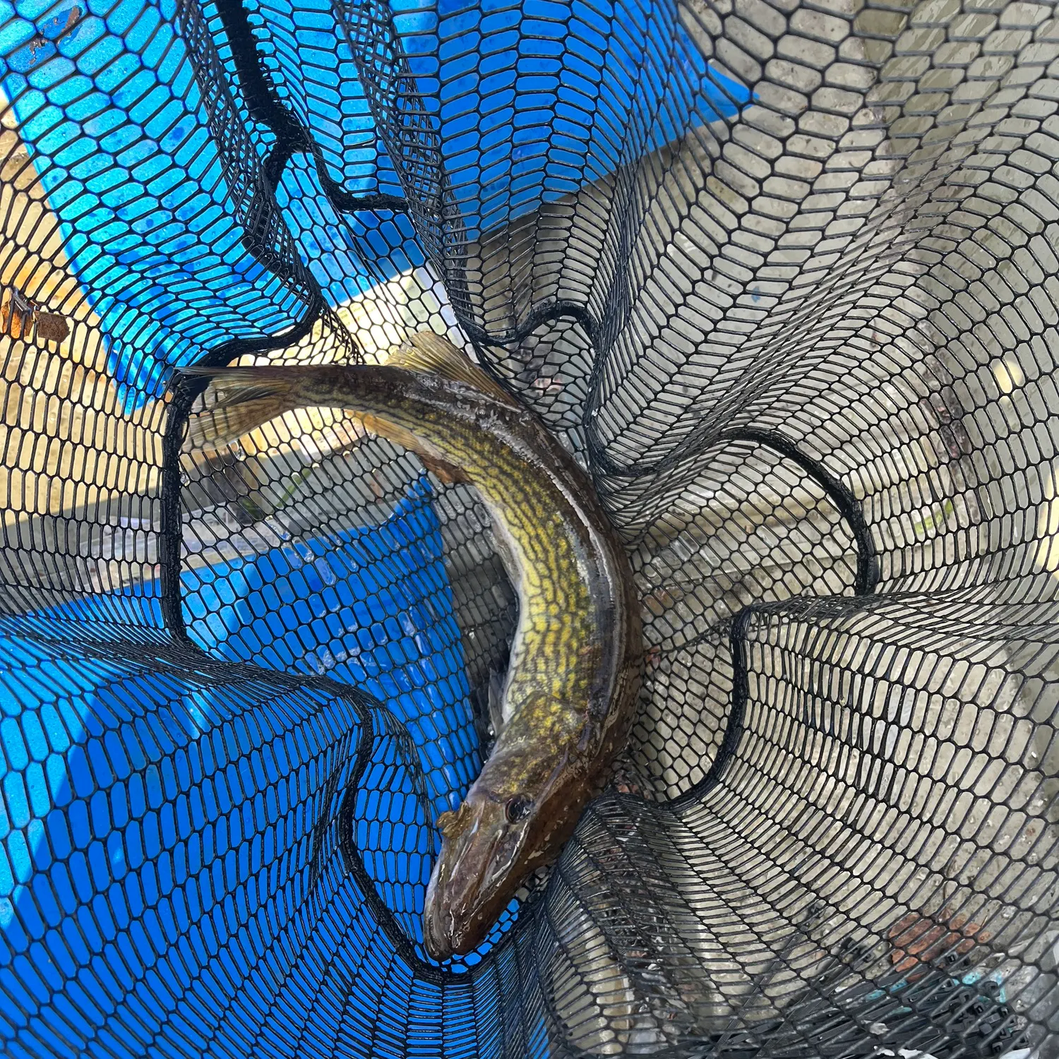 catch