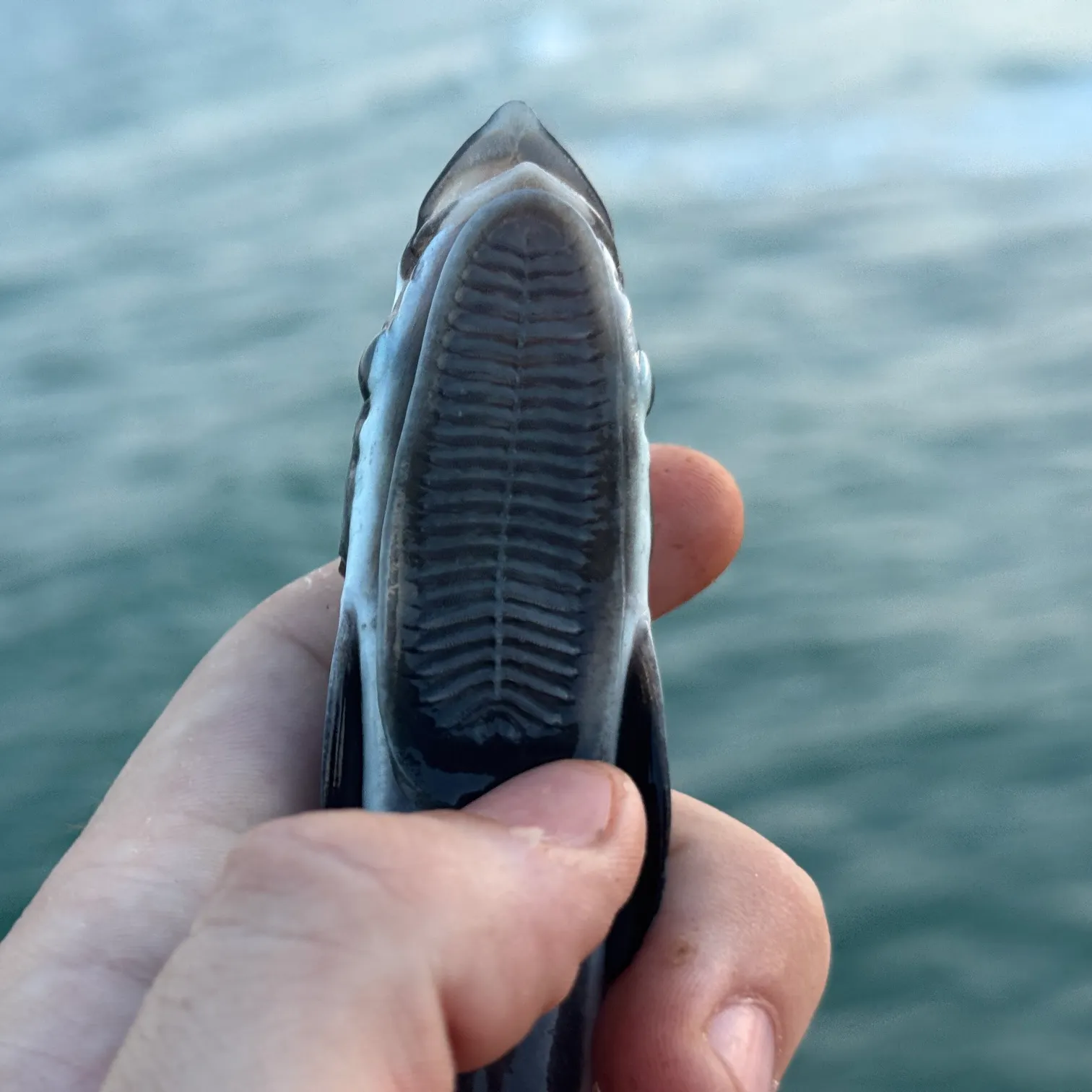 The most recent Whitefin sharksucker catches on Fishbrain