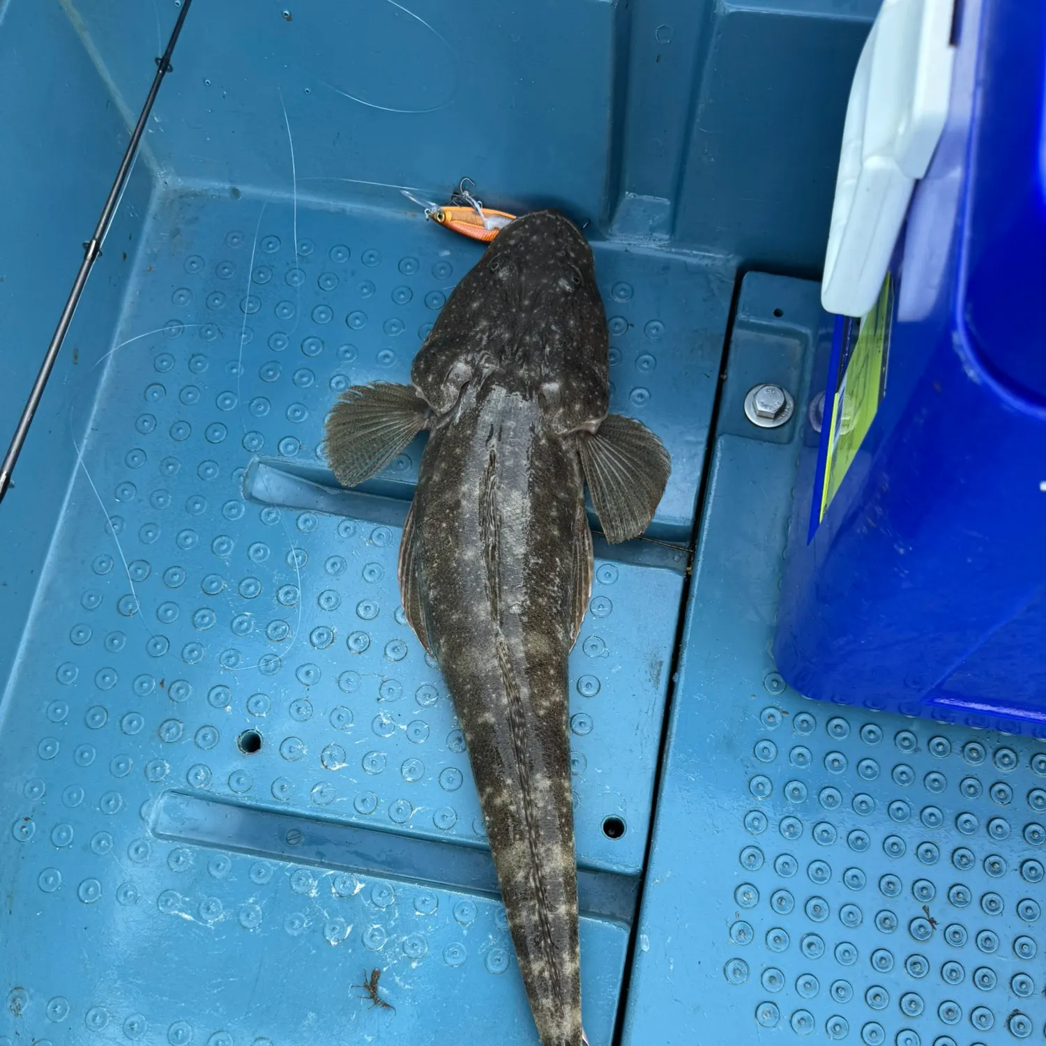 The most recent Dusky flathead catches on Fishbrain