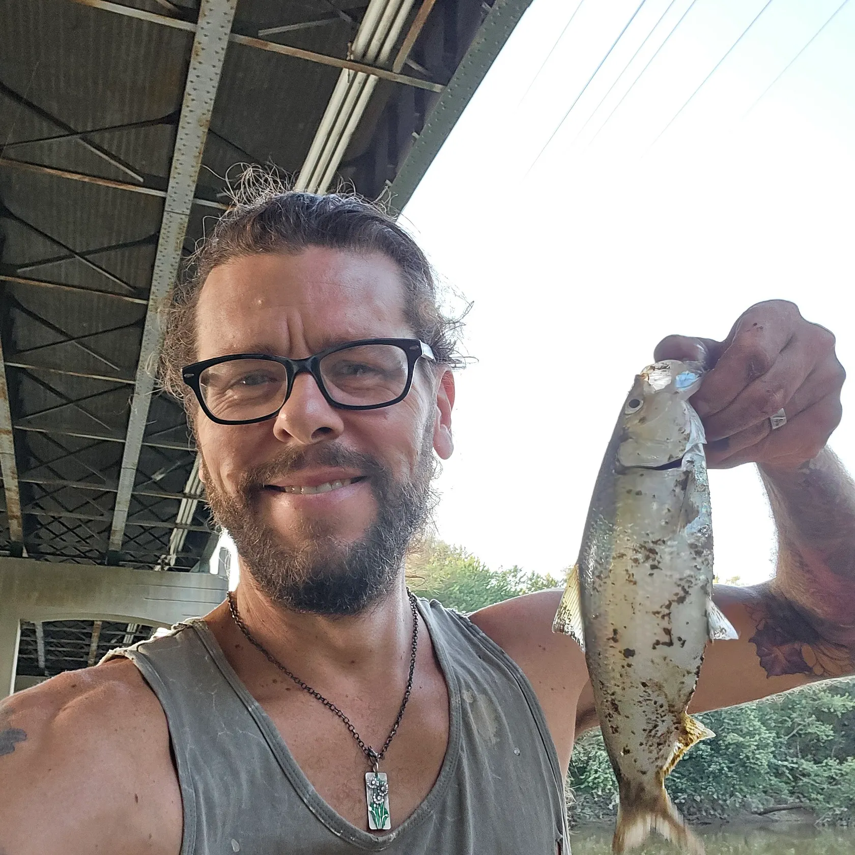 The most recent Skipjack herring catches on Fishbrain