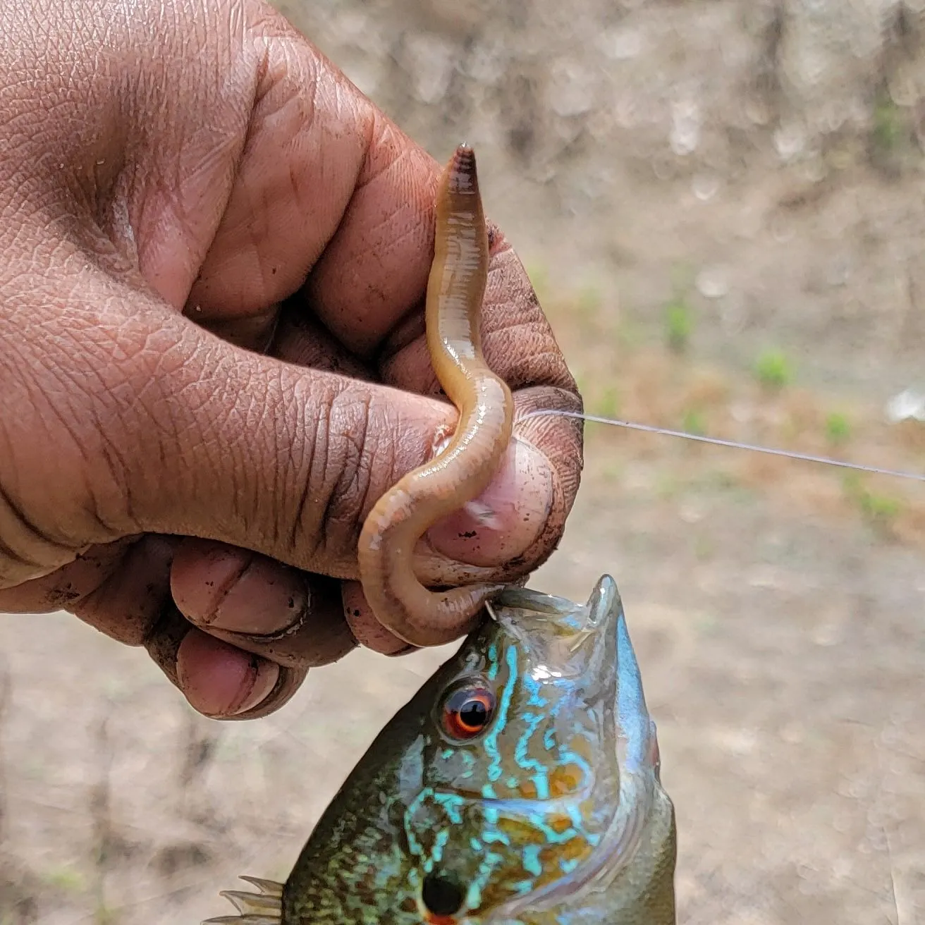catch
