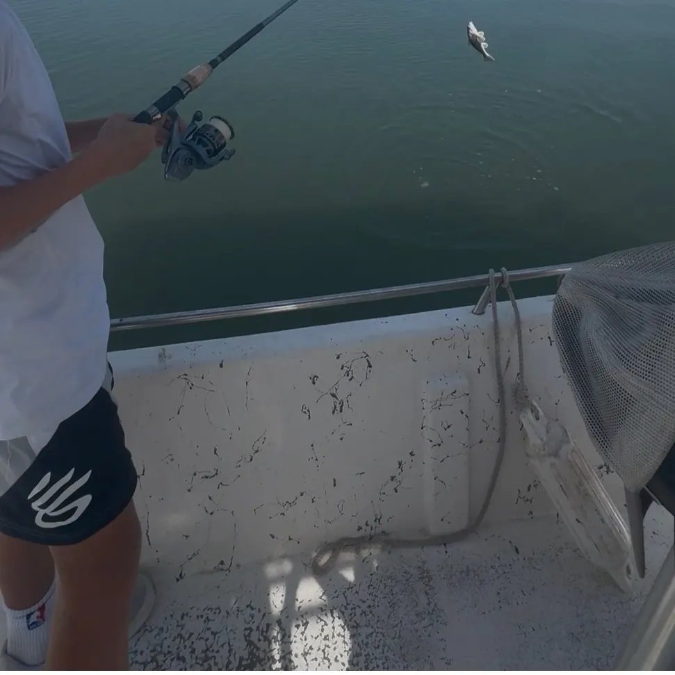 Whiting caught on Fishbrain