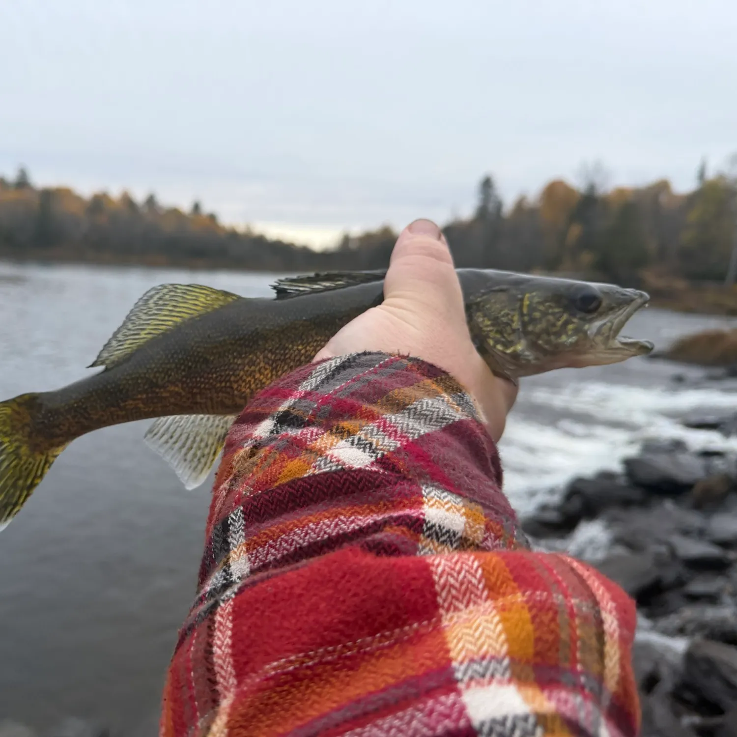 Sauger caught on Fishbrain