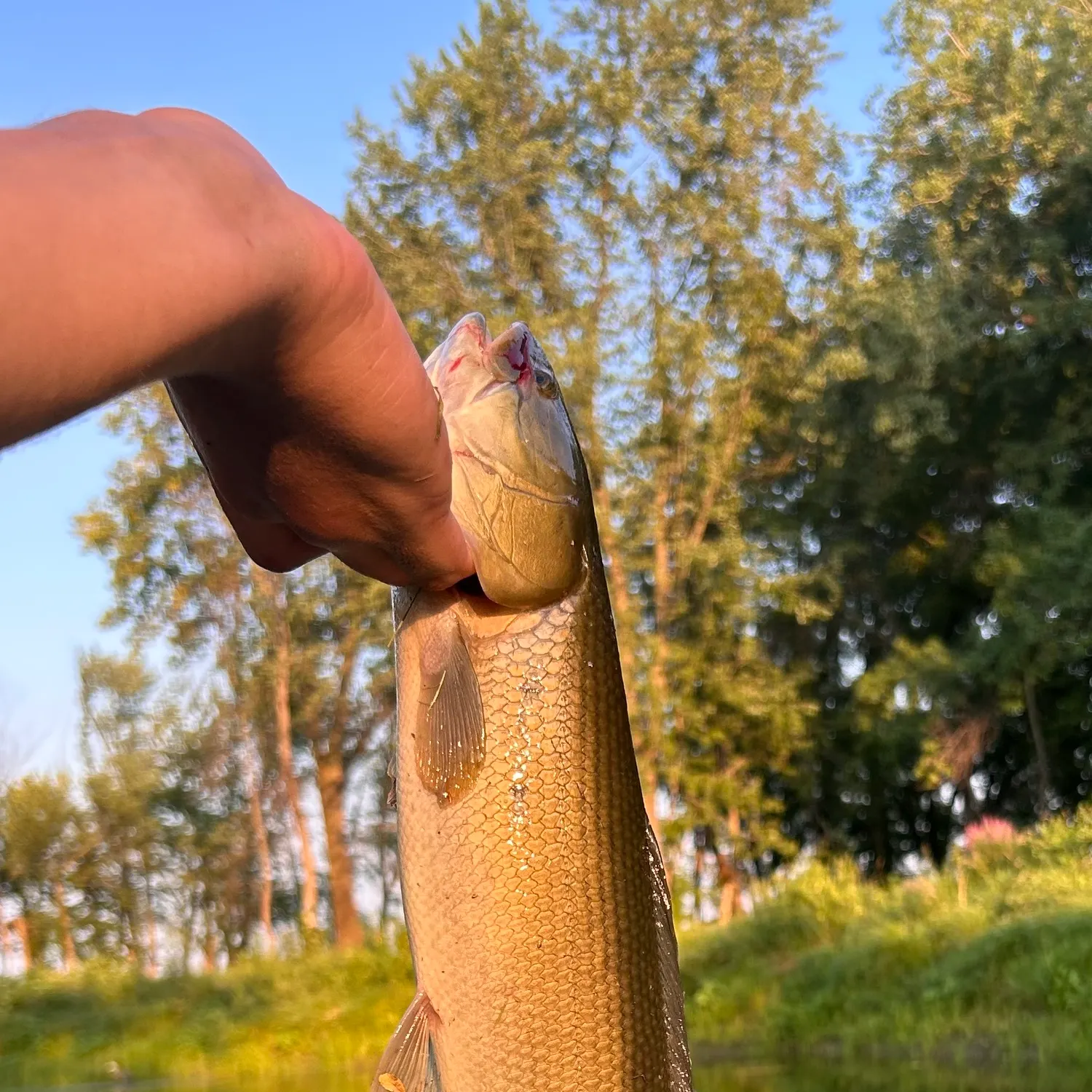 catch