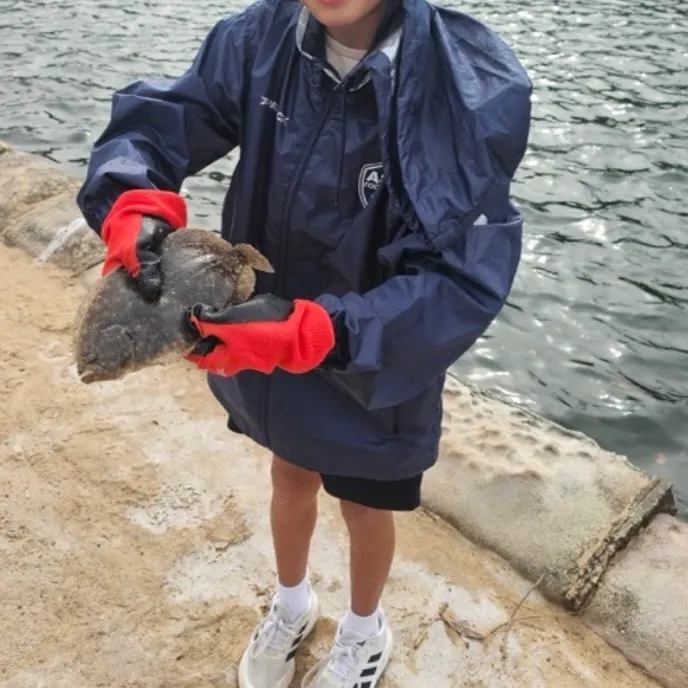 The most recent Stone Flounder catches on Fishbrain