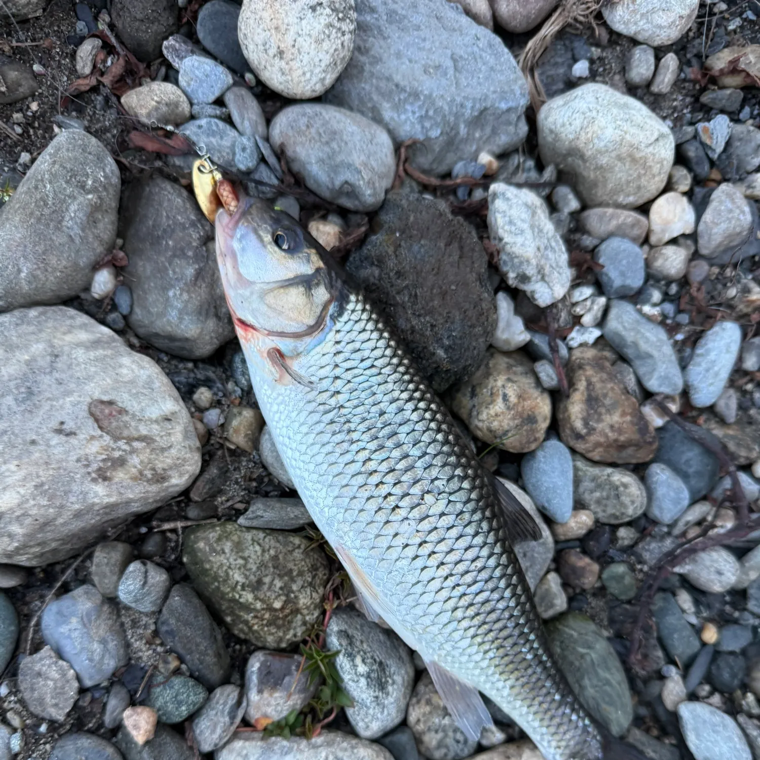 Fallfish caught on Fishbrain