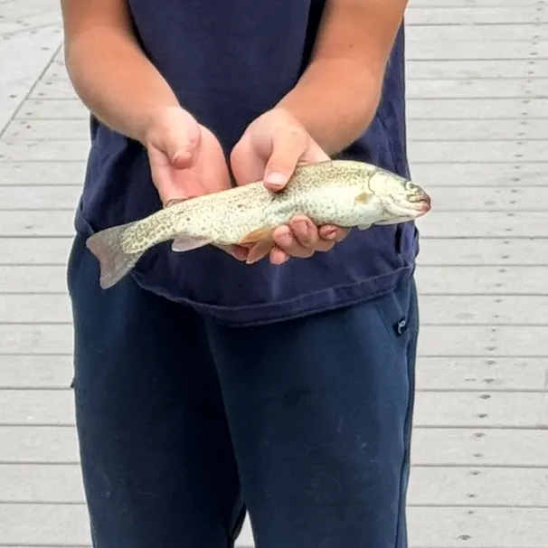 Rainbow trout caught on Fishbrain