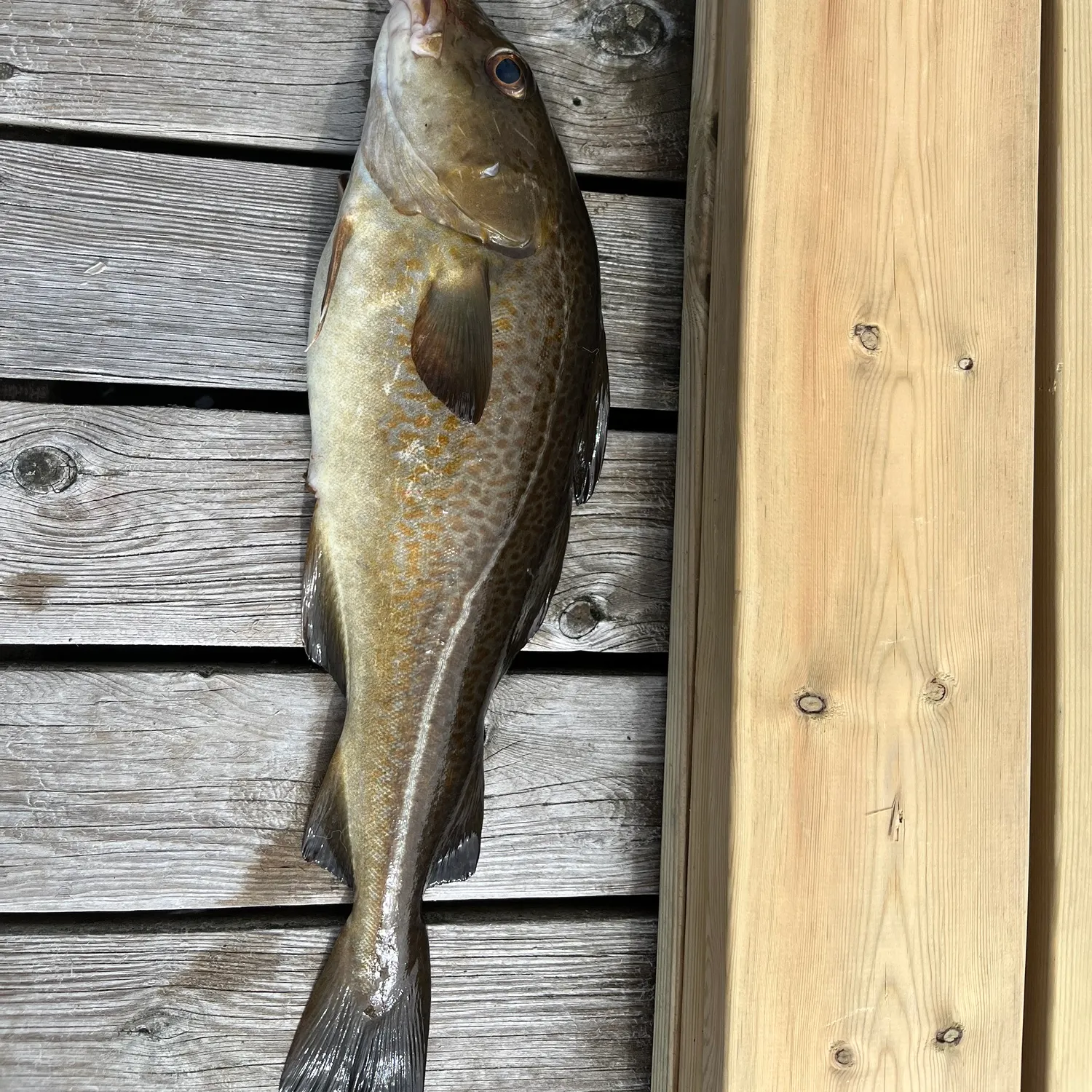 Atlantic cod caught on Fishbrain