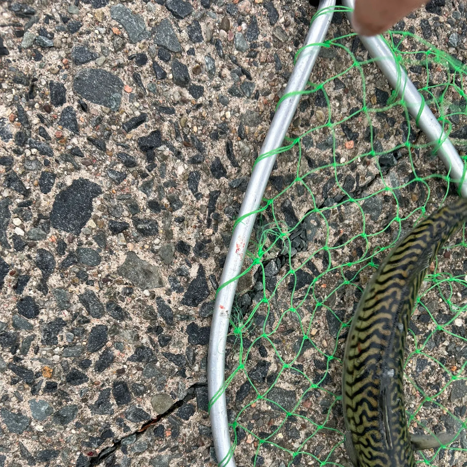 Atlantic mackerel caught on Fishbrain