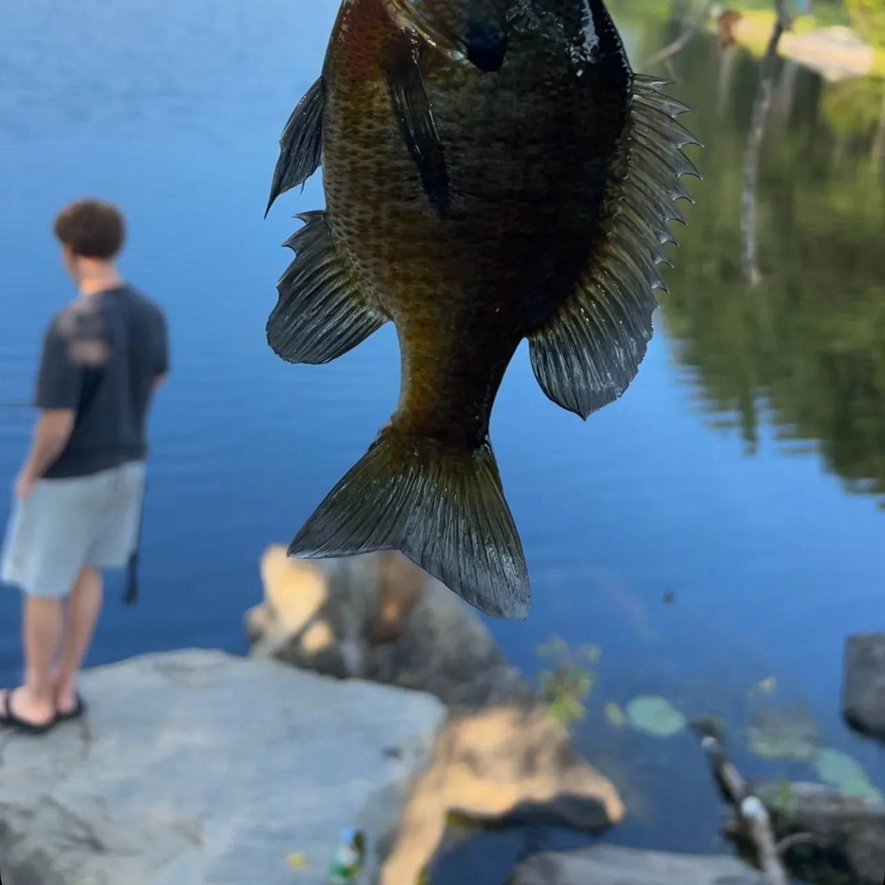 Bluegill caught on Fishbrain