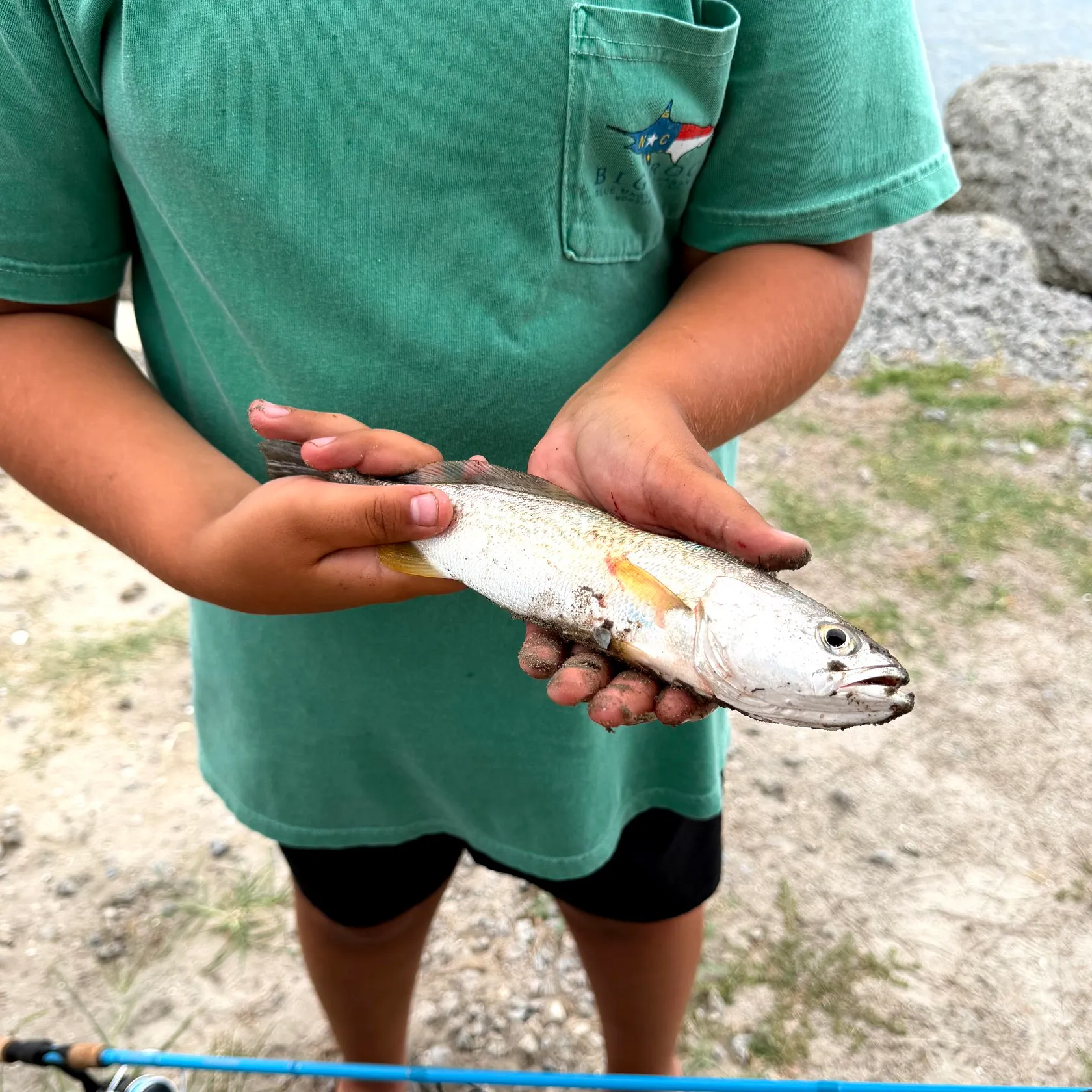 The most recent Silver seatrout catches on Fishbrain