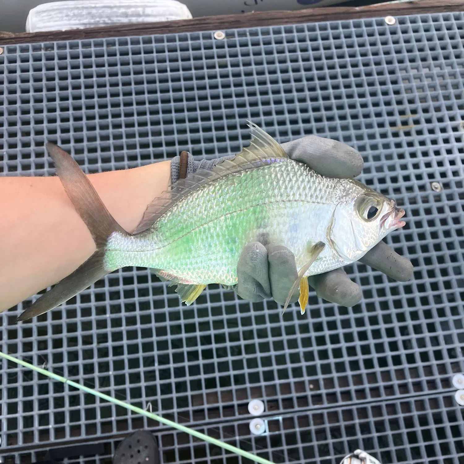 The most recent Yellowfin mojarra catches on Fishbrain