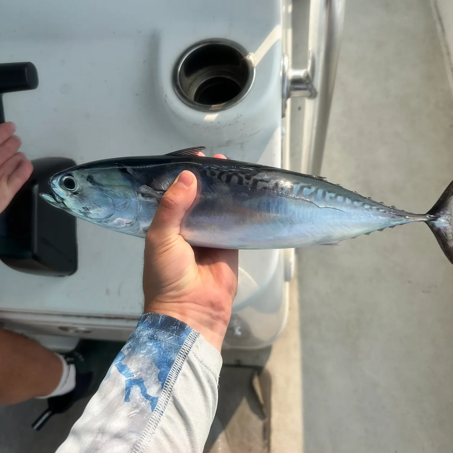The most recent Bullet tuna catches on Fishbrain