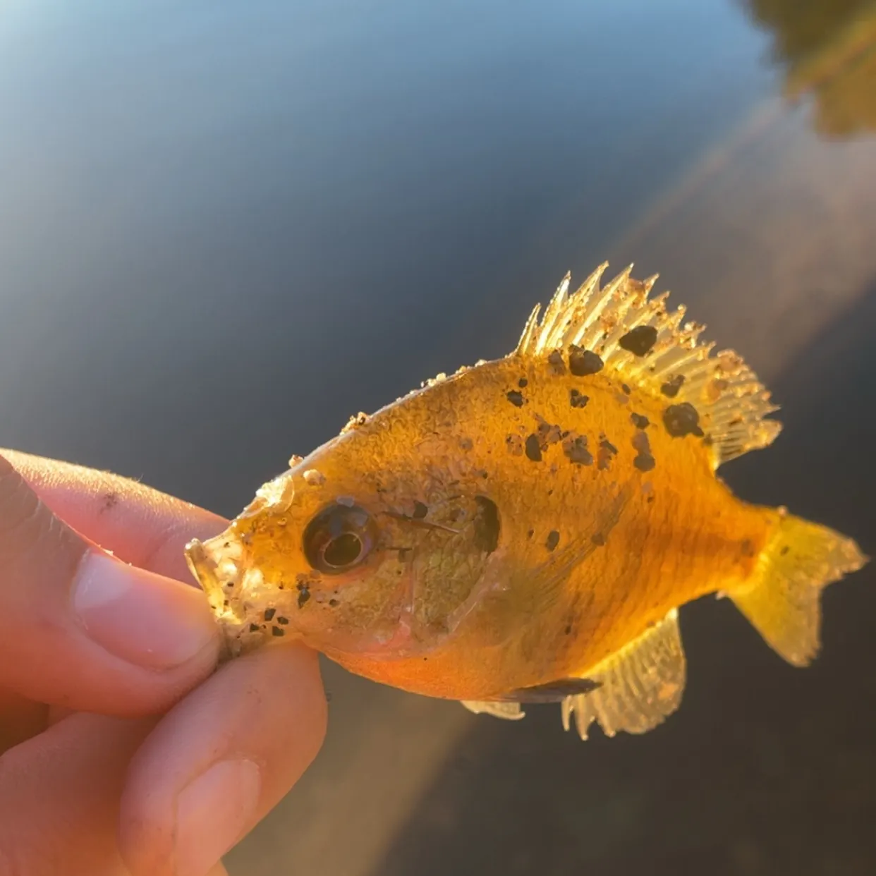 Bluegill caught on Fishbrain