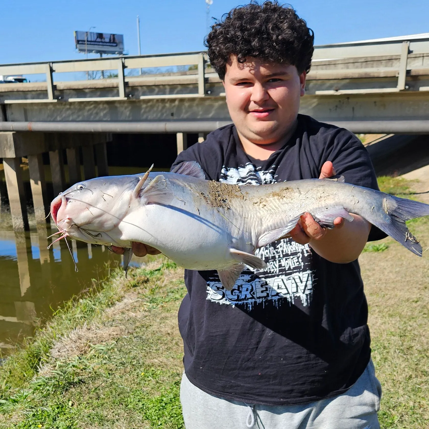 The most recent Blue catfish catches on Fishbrain