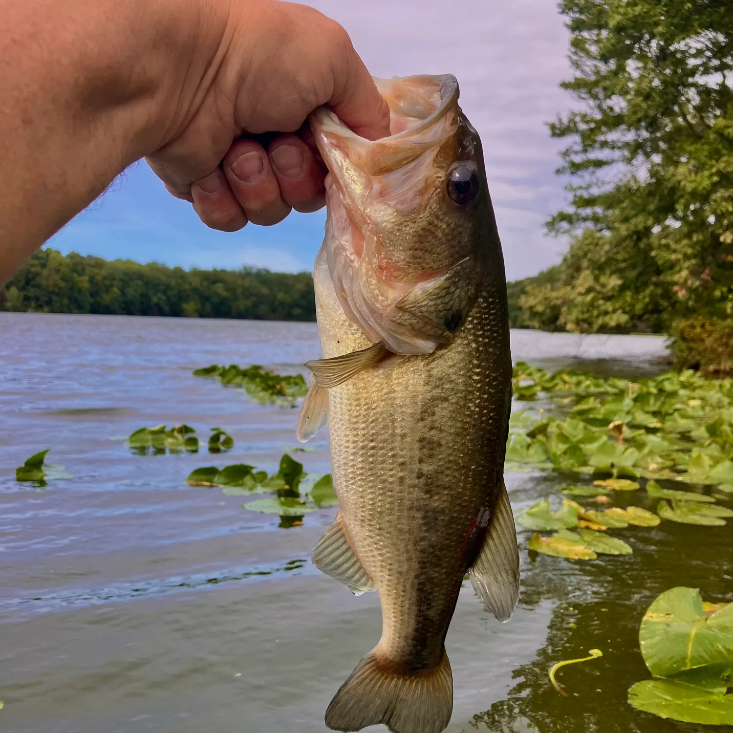 Largemouth bass caught on Fishbrain