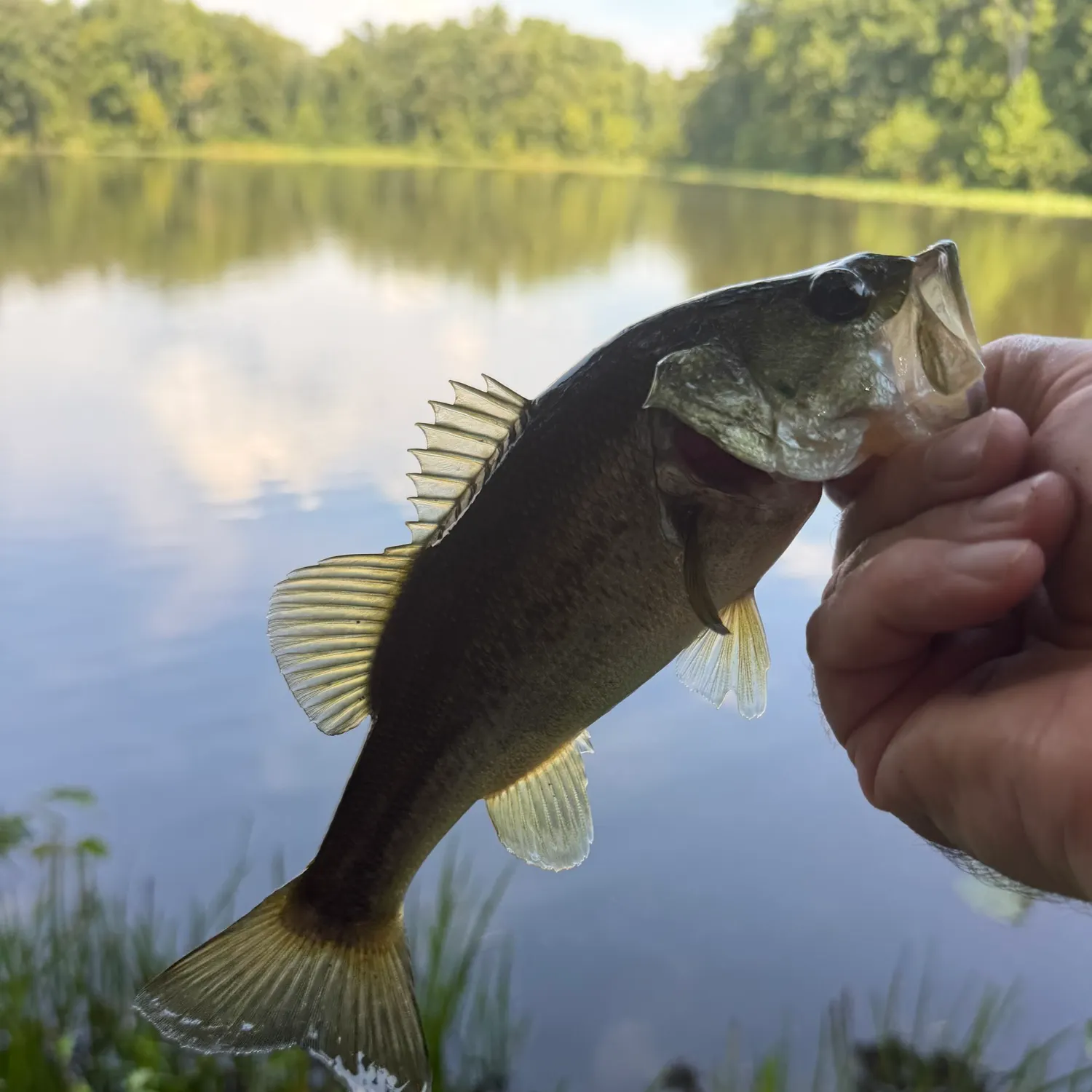 Largemouth bass caught on Fishbrain