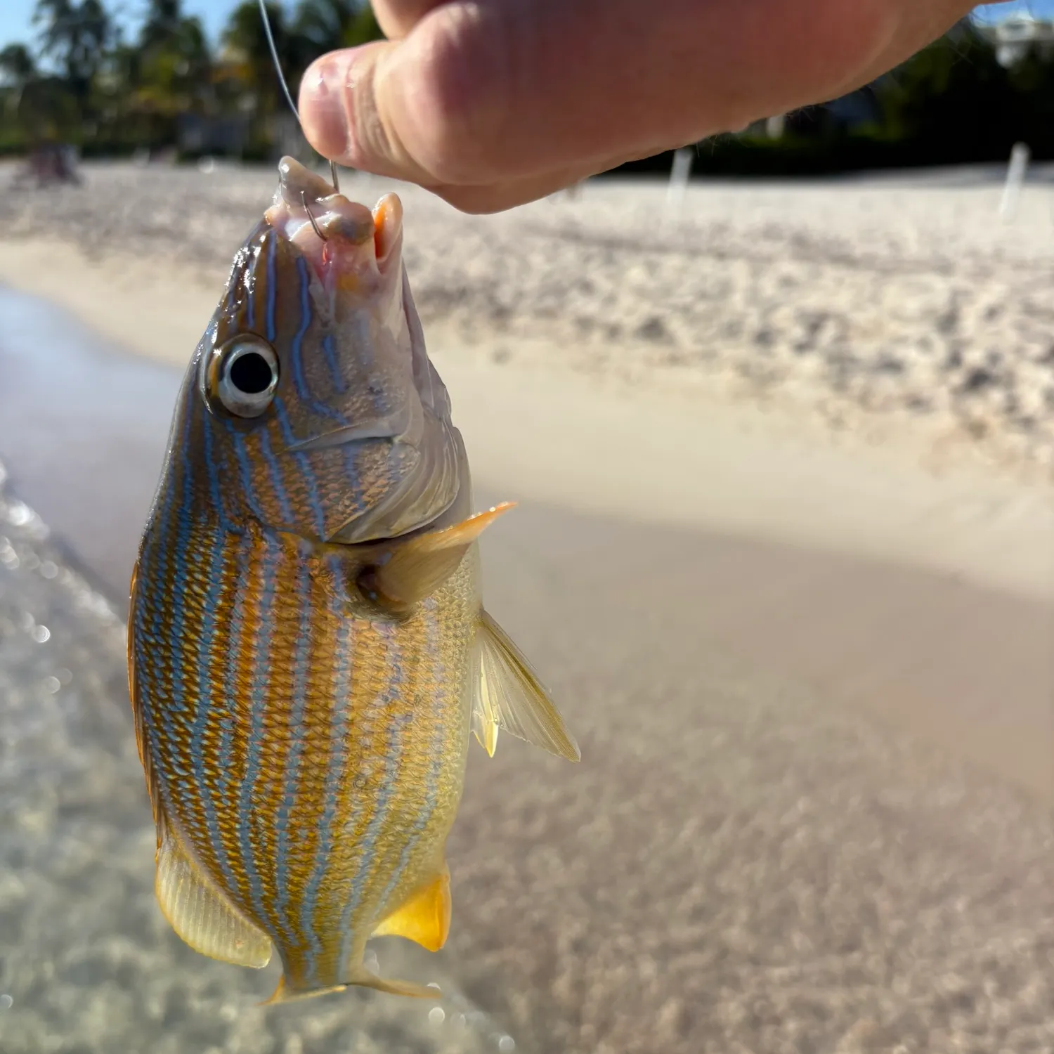 The most recent Bluestriped grunt catches on Fishbrain