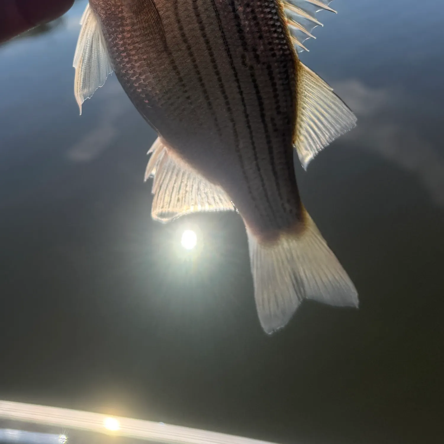 White bass caught on Fishbrain