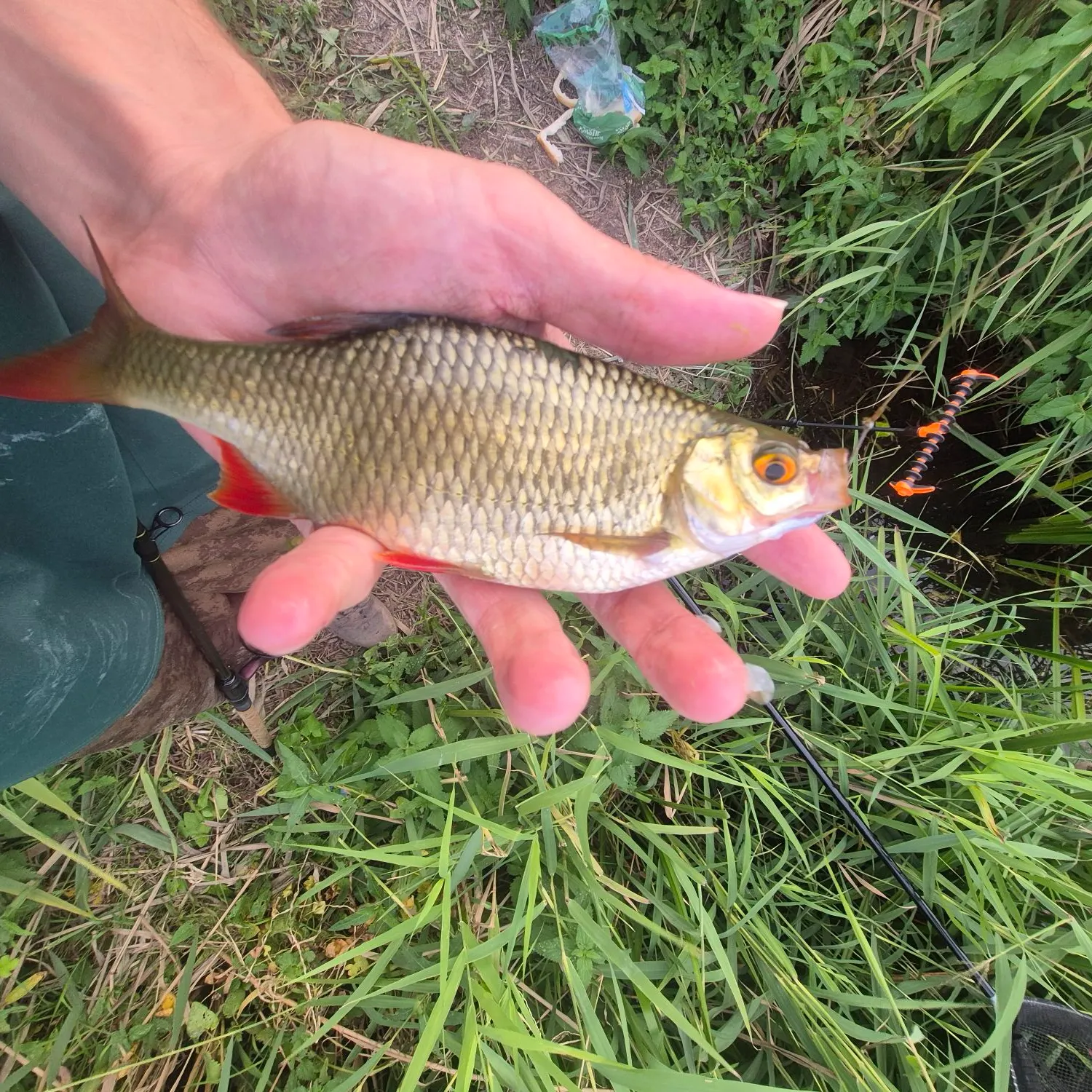 Common rudd caught on Fishbrain