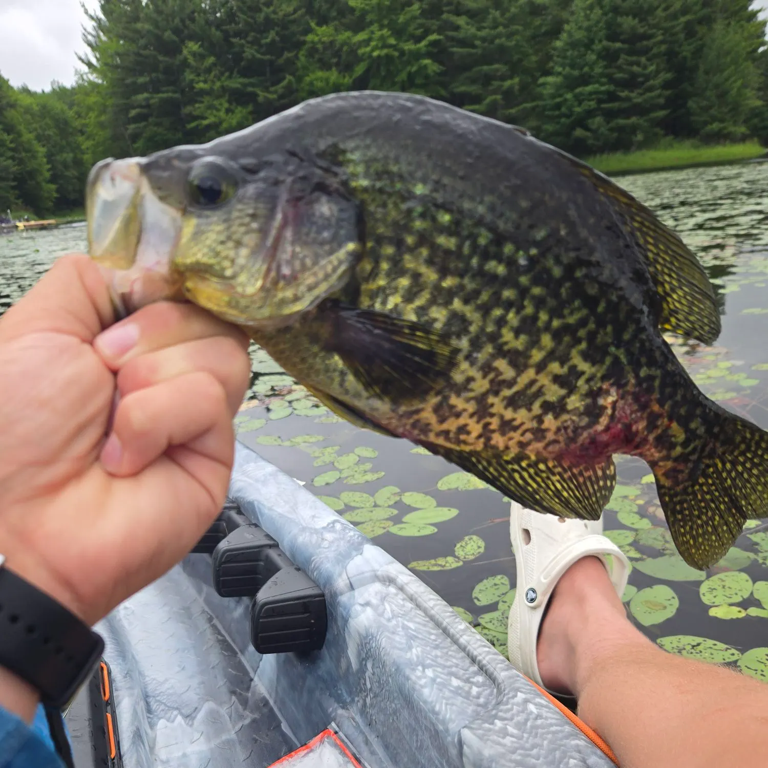 recently logged catches