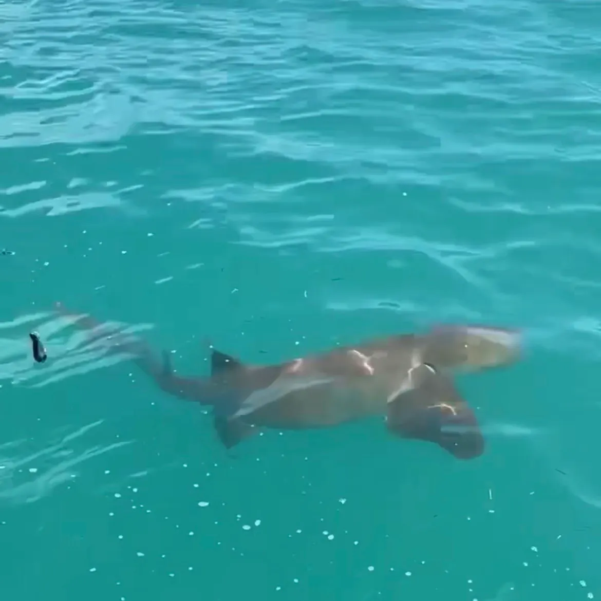 Nurse shark caught on Fishbrain