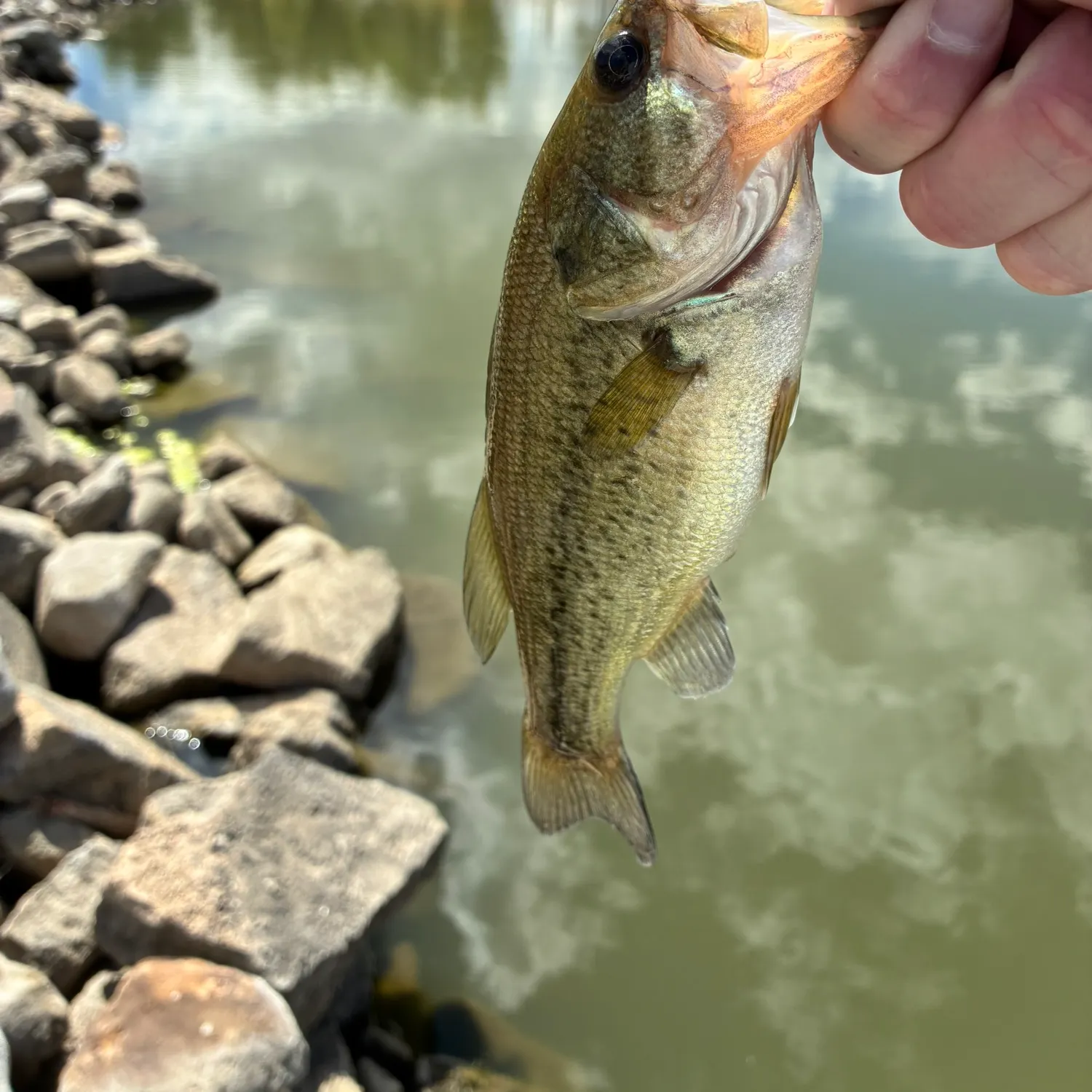 Largemouth bass caught on Fishbrain
