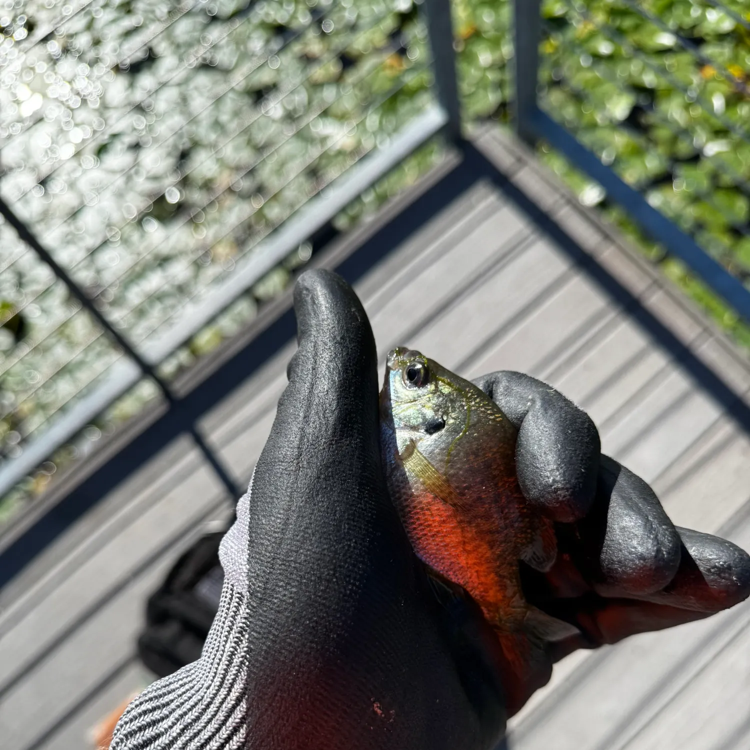 catch