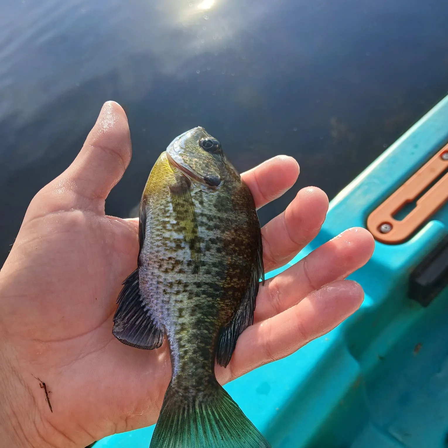 Bluegill caught on Fishbrain