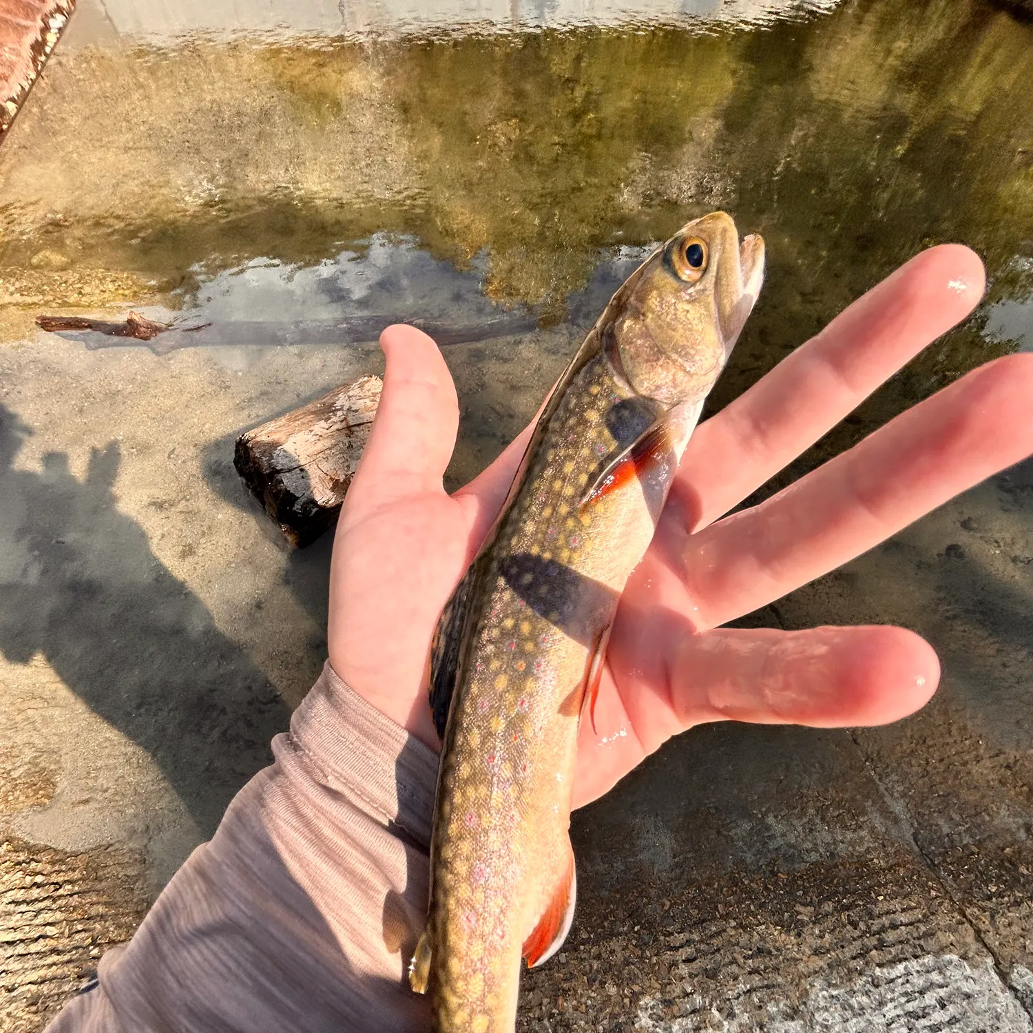 Brook trout caught on Fishbrain