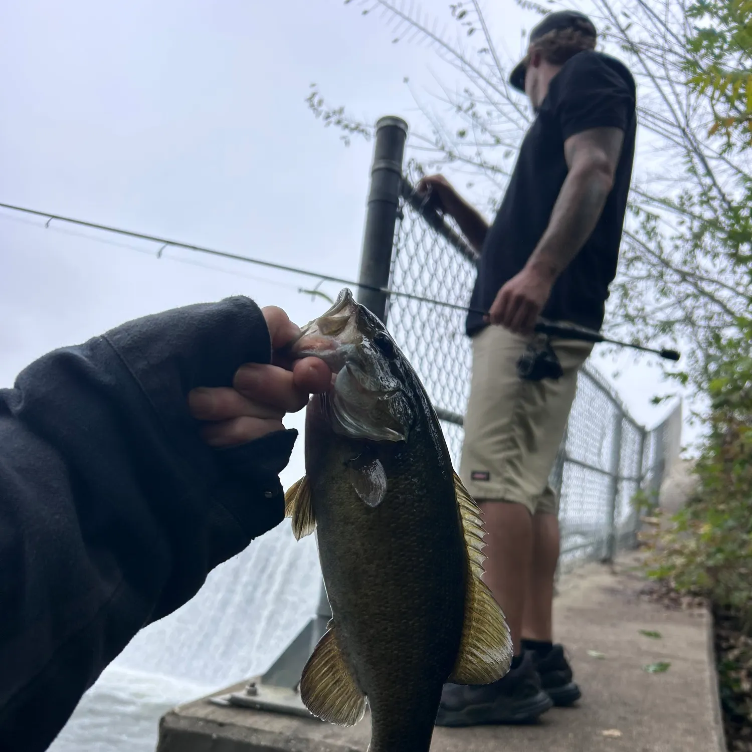 Smallmouth bass caught on Fishbrain