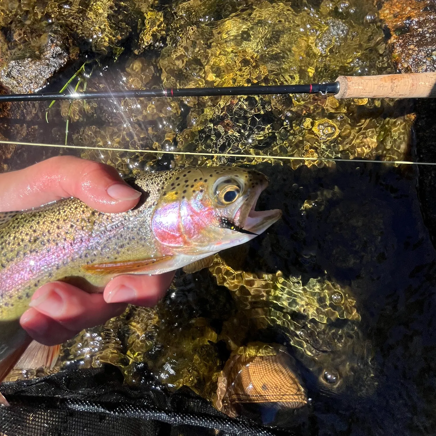 Rainbow trout caught on Fishbrain