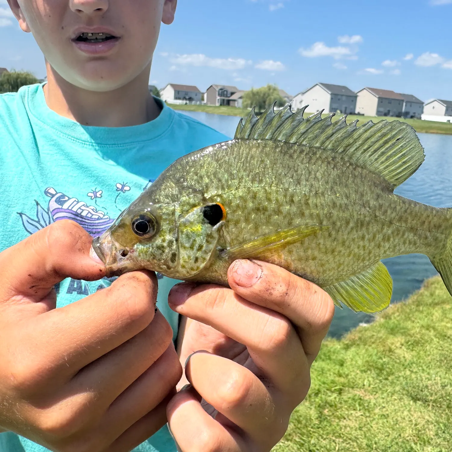 The most recent Spotted sunfish catches on Fishbrain