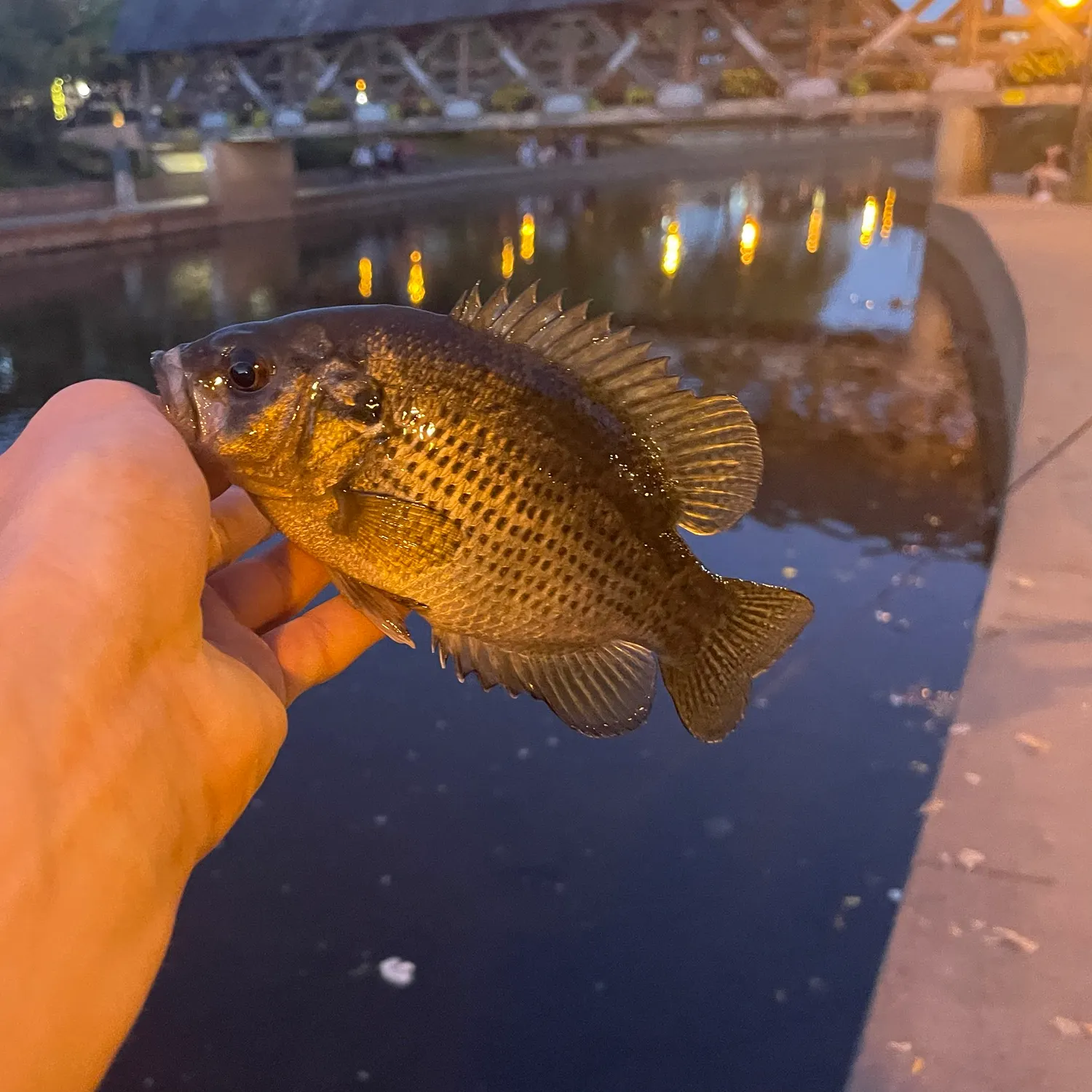 Rock bass caught on Fishbrain