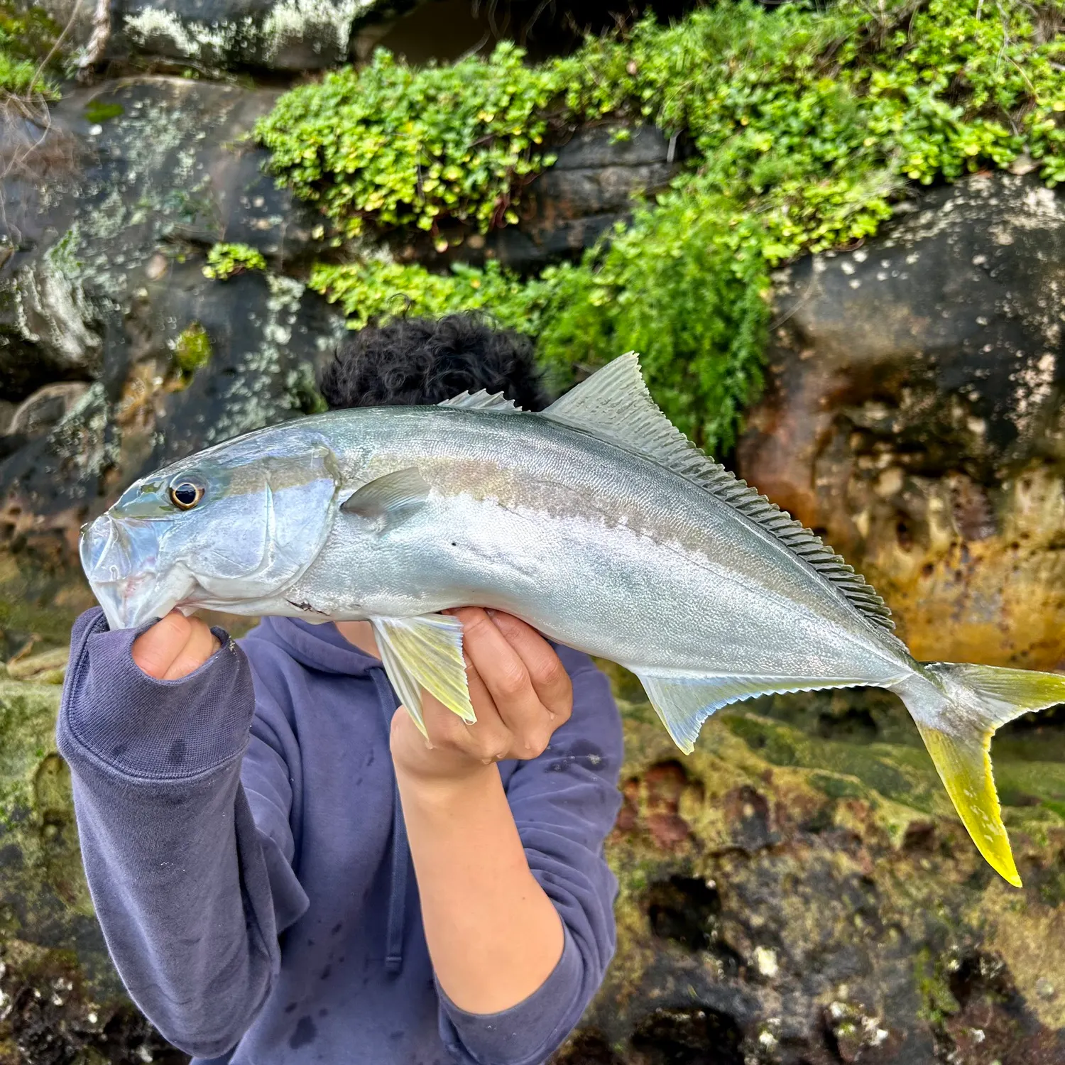The most recent Southern yellowtail amberjack catches on Fishbrain