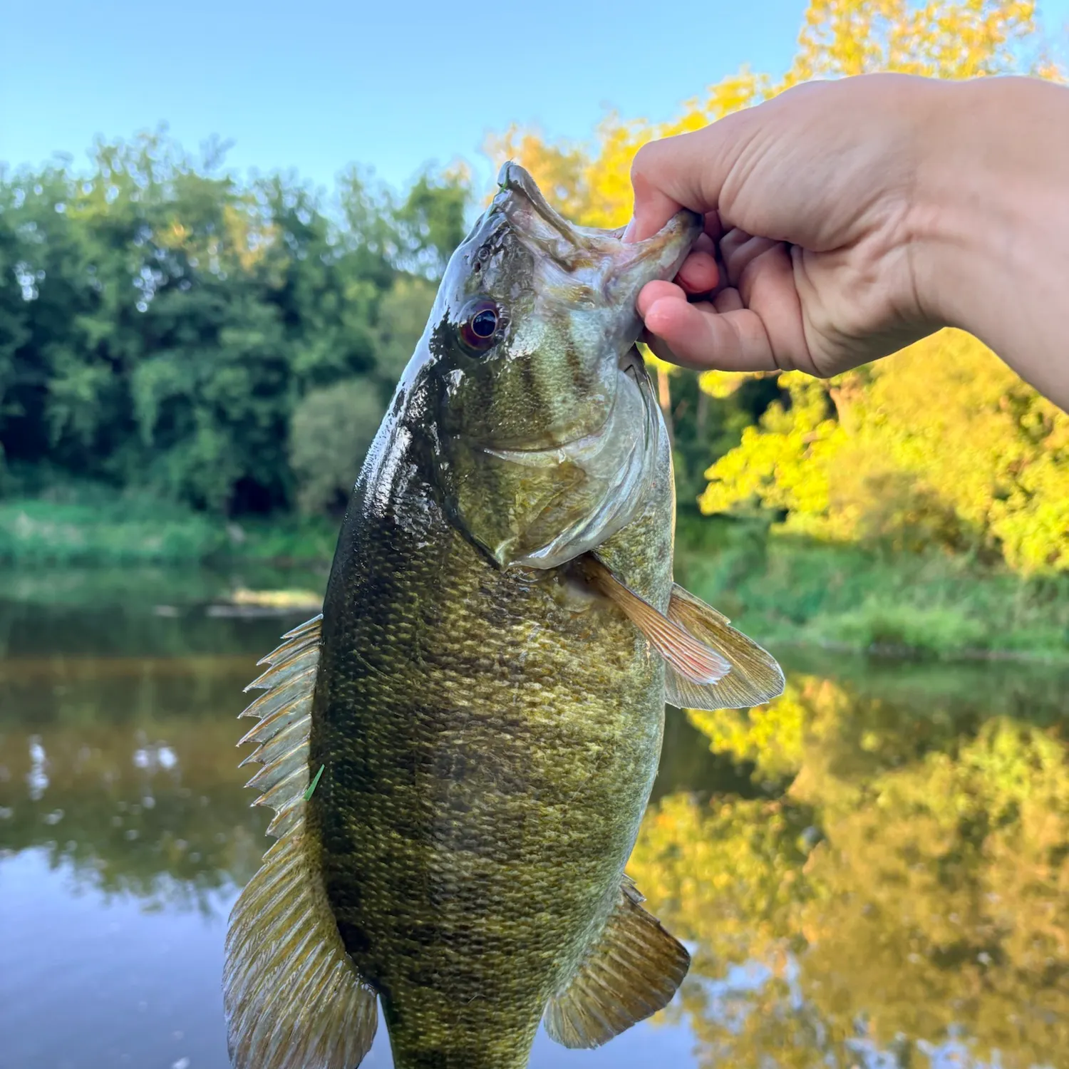 Smallmouth bass caught on Fishbrain