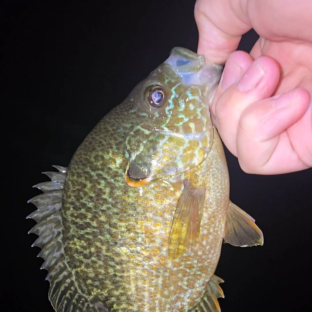 Bluegill caught on Fishbrain