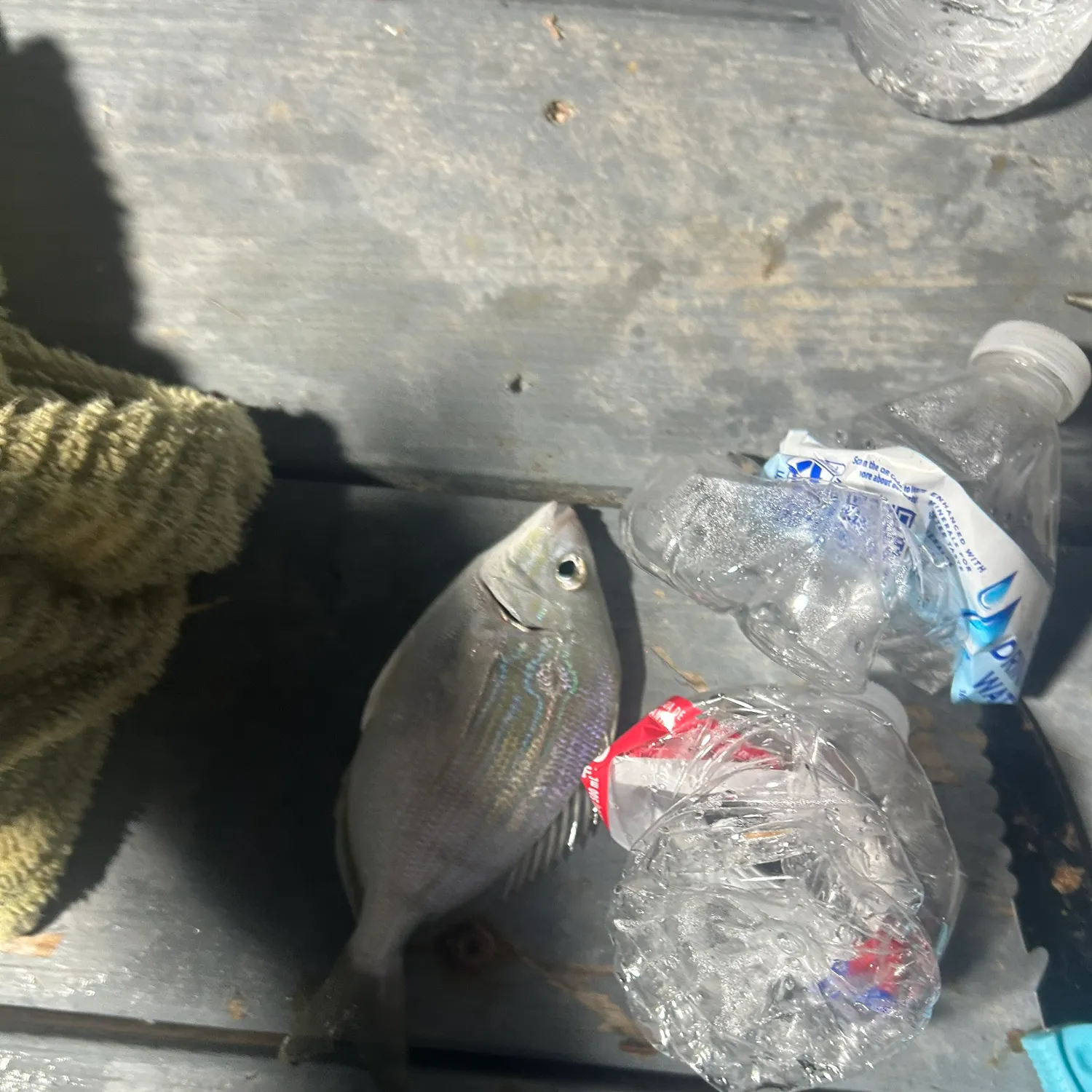 Pinfish caught on Fishbrain