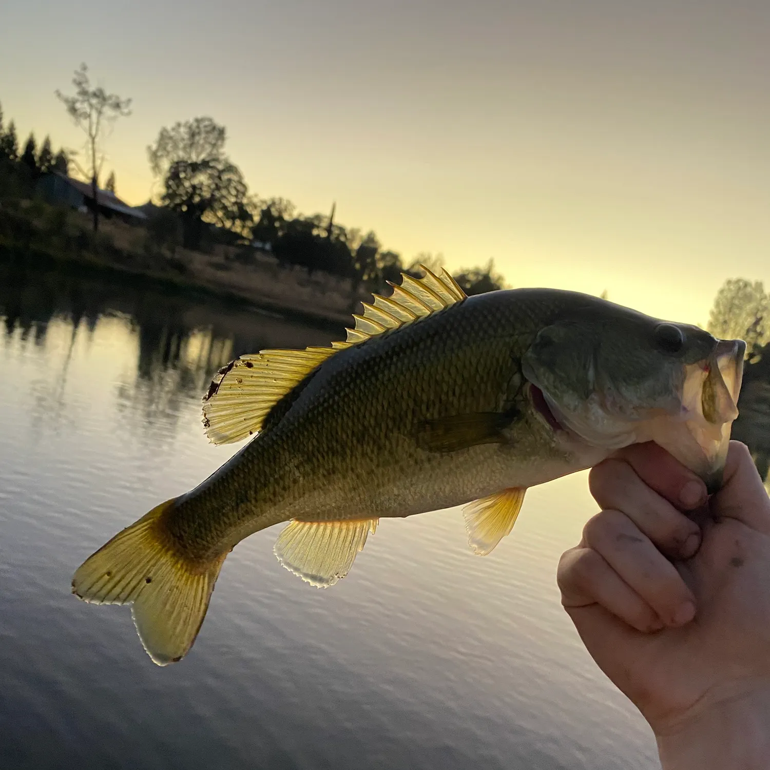 Largemouth bass caught on Fishbrain