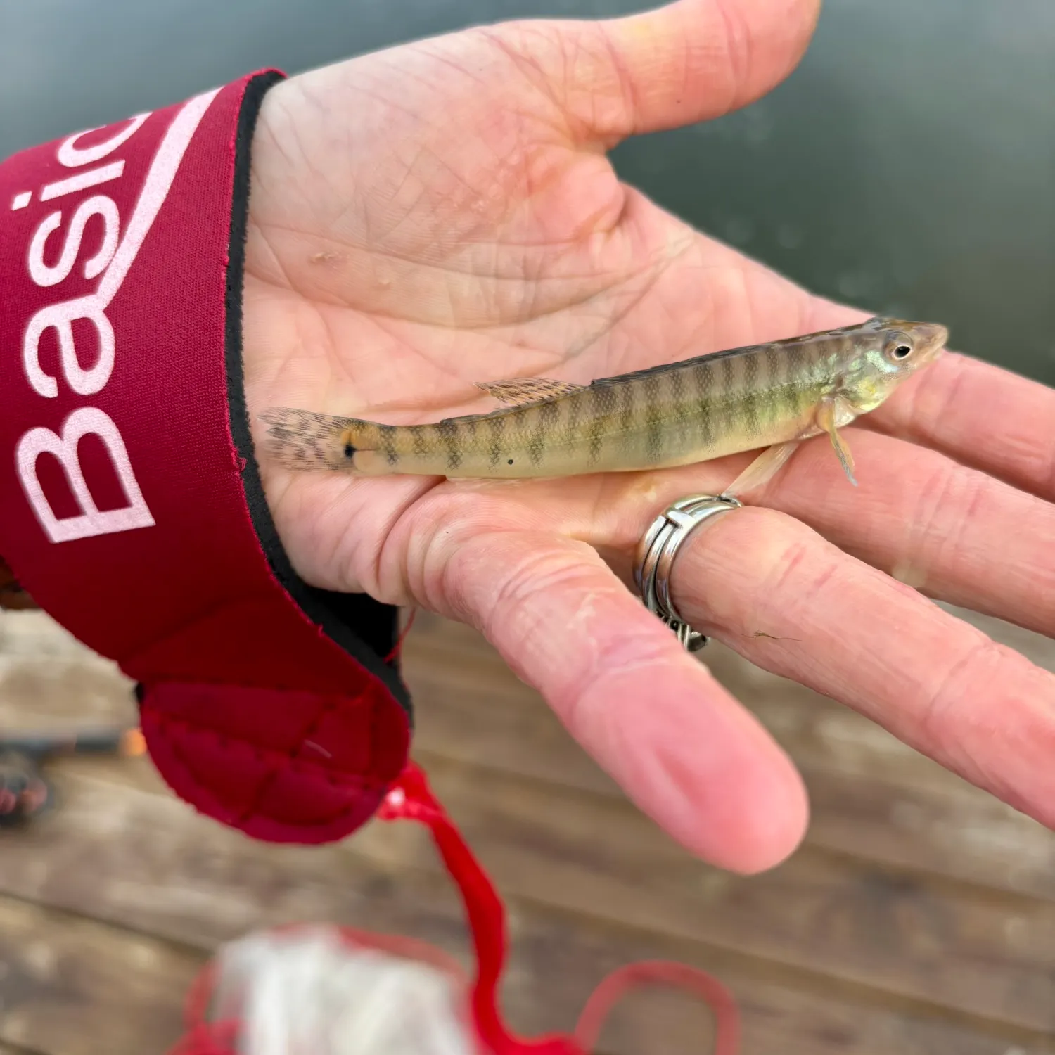 The most recent Common logperch catches on Fishbrain
