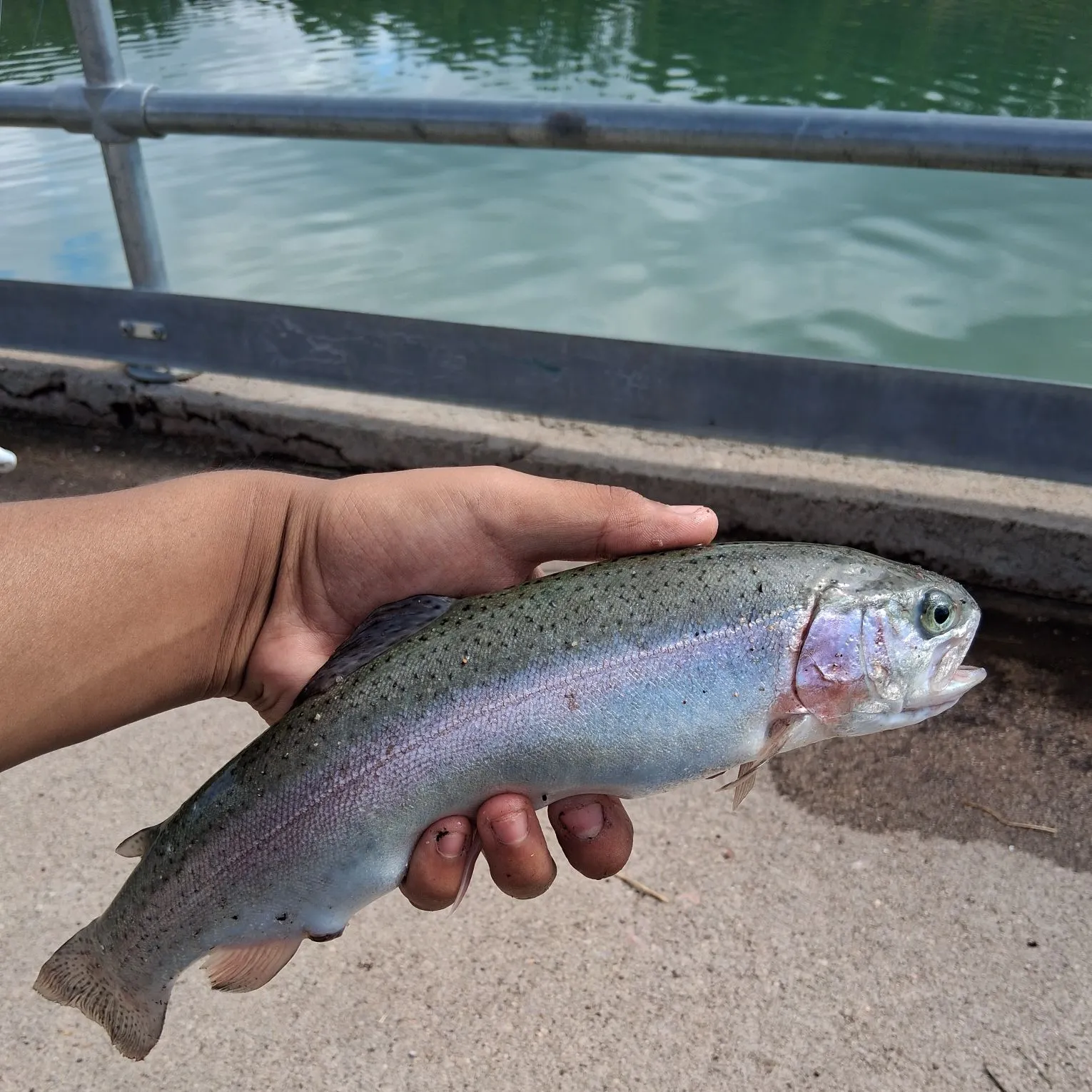 Rainbow trout caught on Fishbrain
